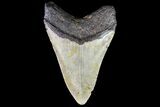 Fossil Megalodon Tooth - North Carolina #79895-1
